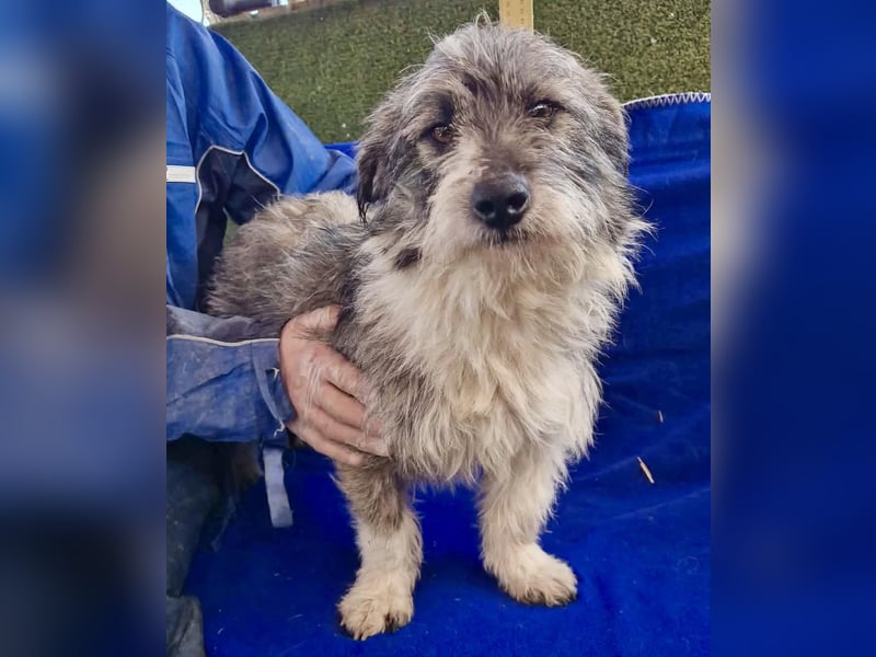 Kleiner Scottie sucht sein Glück