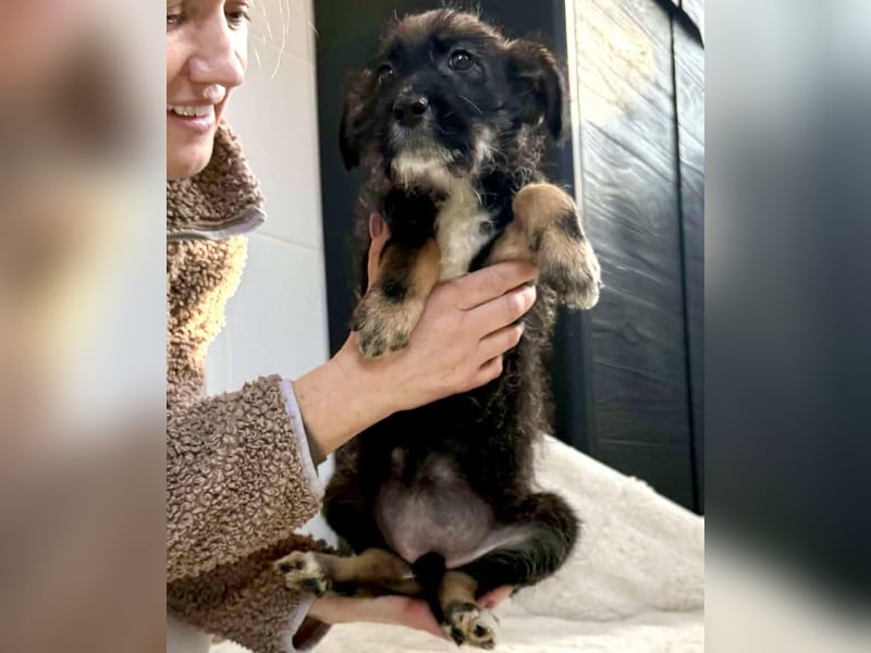 Zuckersüsses kleines Welpenmädchen Ivy