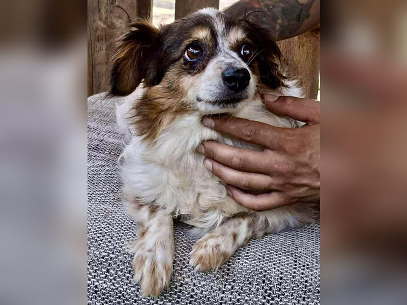 Kleine, sanfte 8 kg Hündin Amber