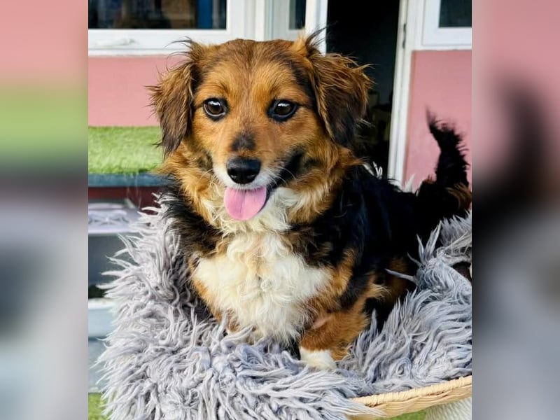 Mini Knutschkugel Kessie