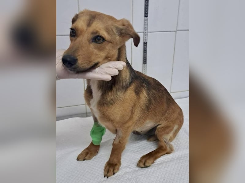 Souly, kleine Kämpferin sucht ihr Glück