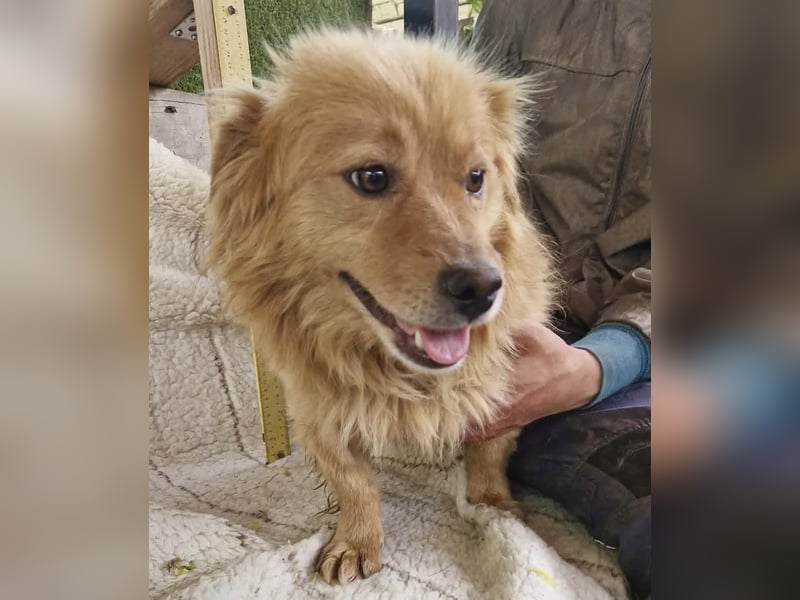 Socke – fröhlicher kleiner Grinsebär sucht sein Glück