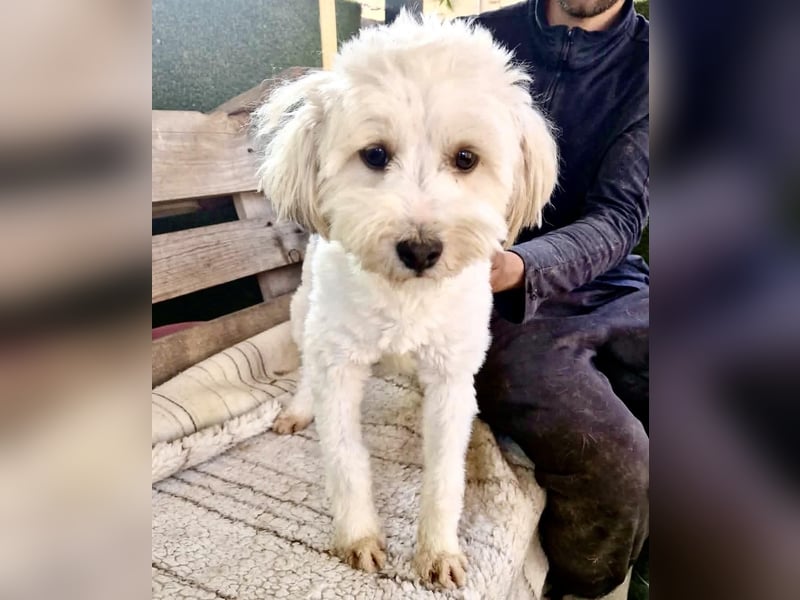 Snoopy – kleiner Gute-Laune-Hund sucht sein Glück