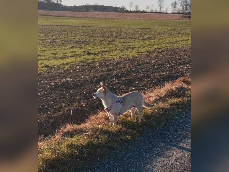 Kleine tapfere Bianca sucht ihre Familie