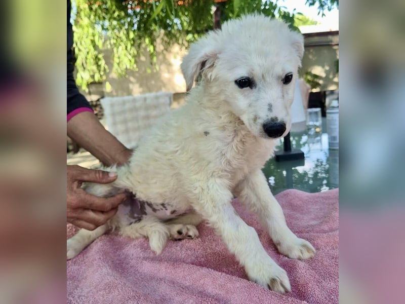 Pearl – kleines Wunder sucht ihre Familie