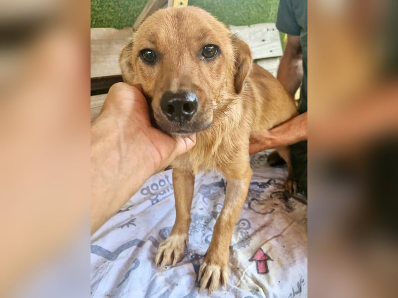 Perry, kleiner Schatz sucht wieder ein Zuhause