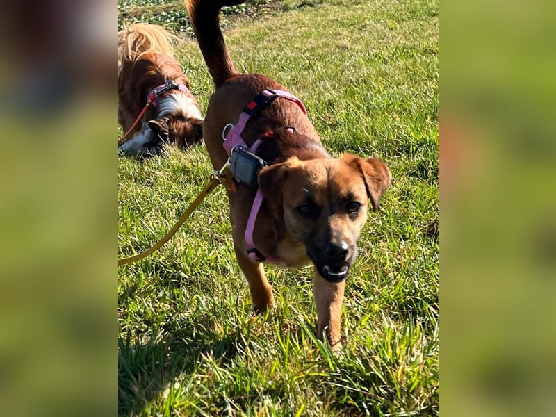 Kleine Allrounderin Nika sucht Familienanschluss