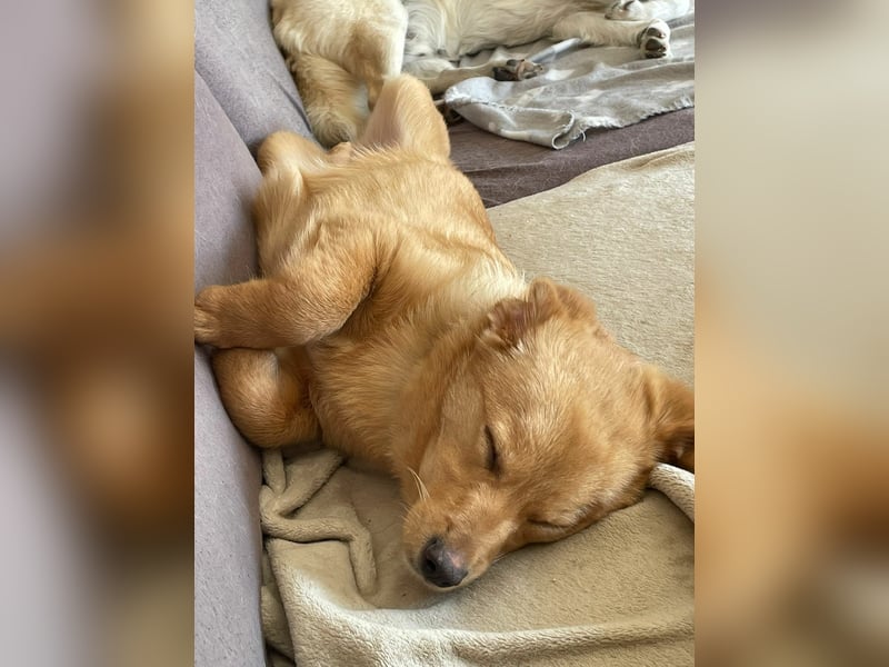 Zuckerschnute Enya sucht ihr Für-immer-Zuhause