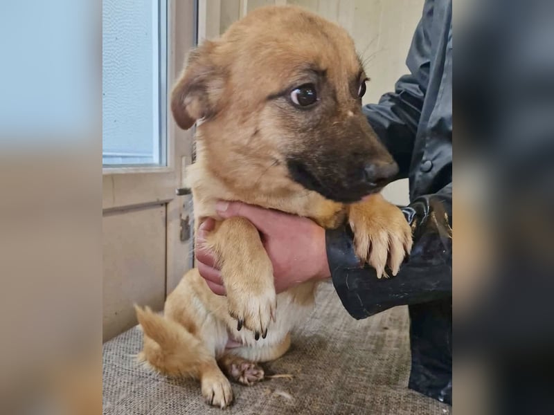 Super sanfte Pfötchengeberin Ava