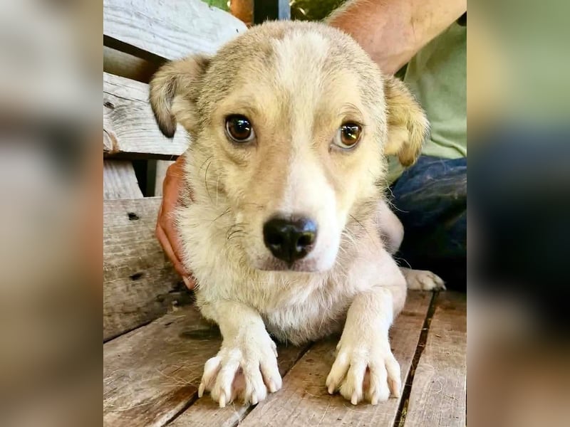 Dawn, kleiner Kämpfer mit großem Herzen sucht seine Familie