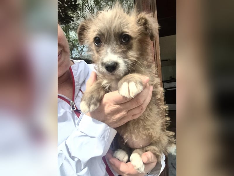 Milly sucht ihr großes Glück