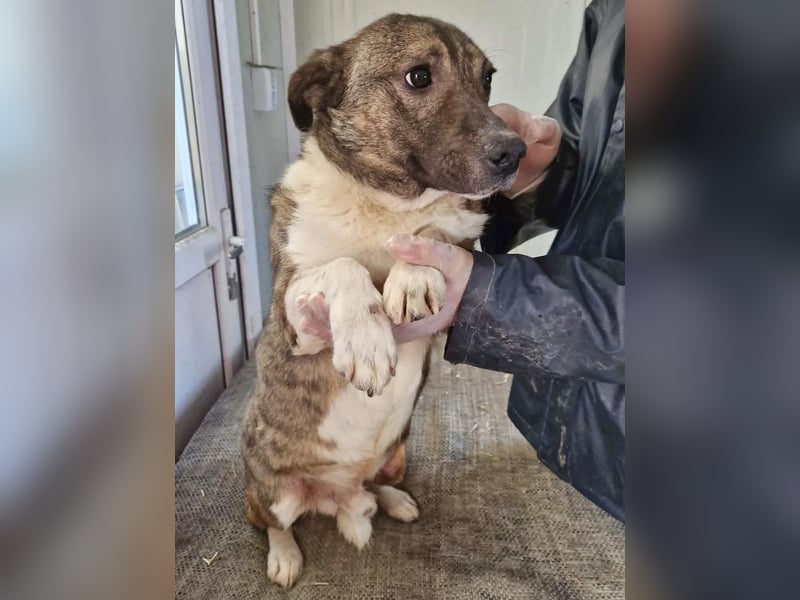 Ramon...ein Herz auf 4 Pfötchen....