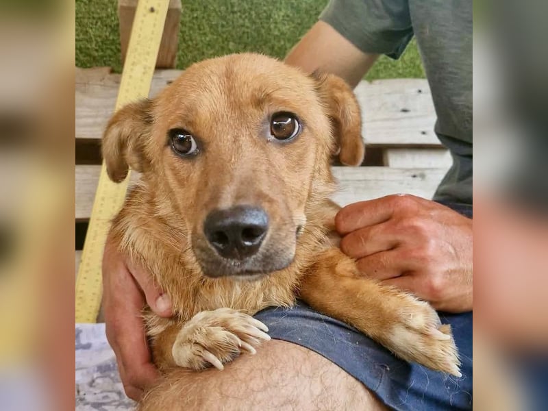 Perry, kleiner Schatz sucht wieder ein Zuhause