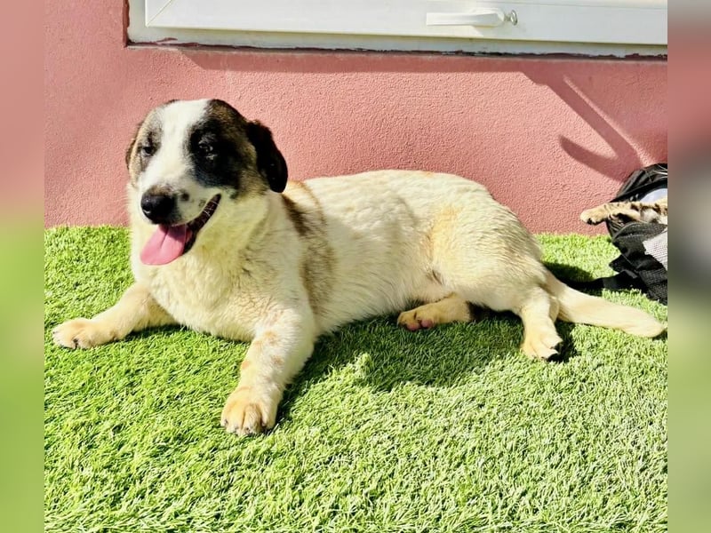 Katzenverträglicher Sonnenschein Mailo