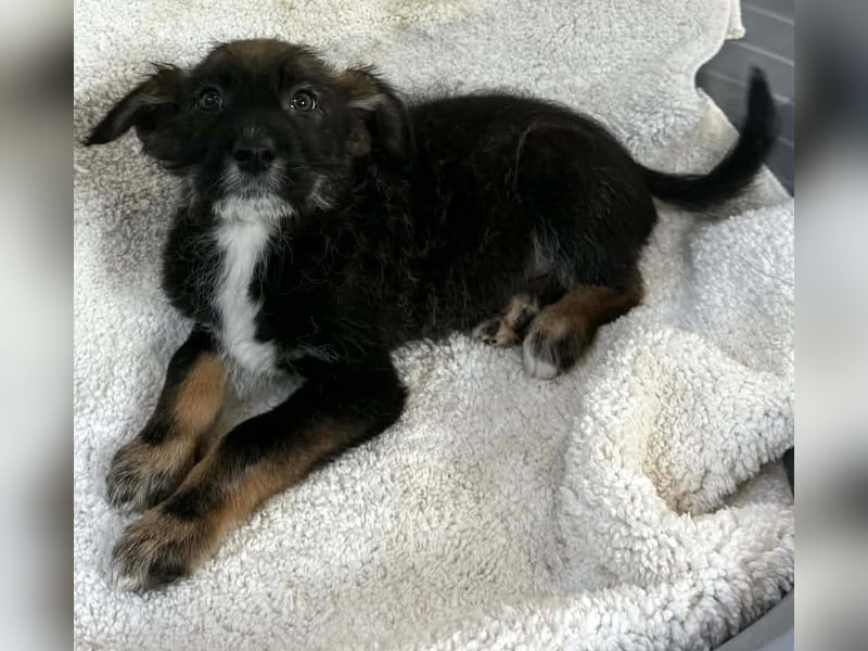 Zuckersüsses kleines Welpenmädchen Ivy