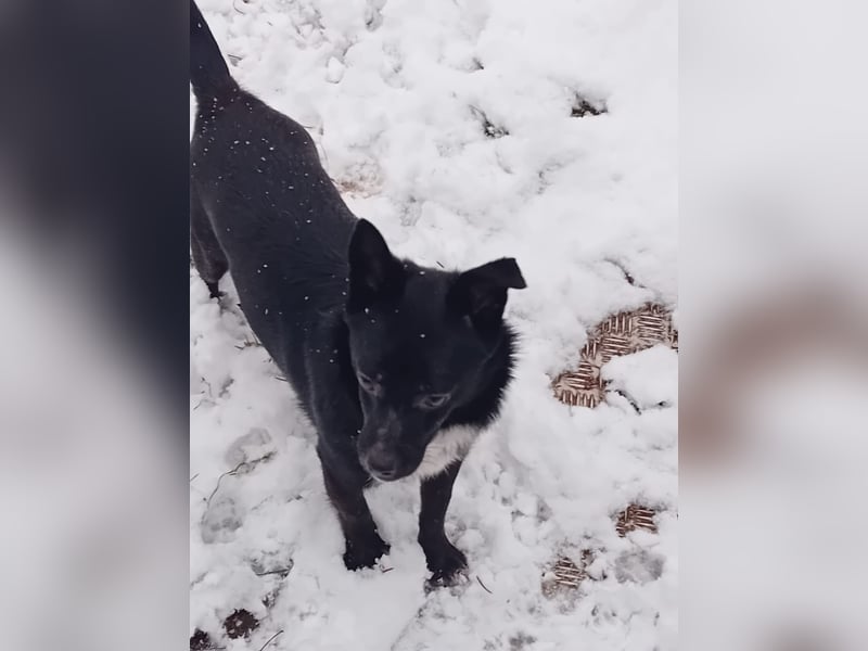 Jungspund JERRY, wo darf er einziehen?