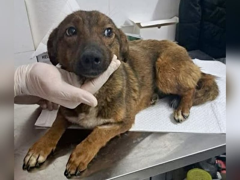 Dankbare, super sanfte Meg