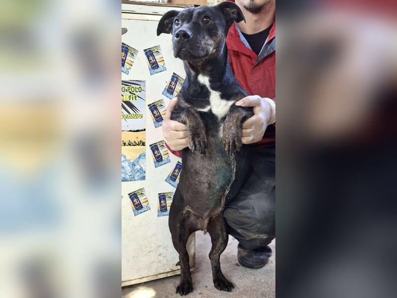 Kleine Ginny – Von der Kette ins Glück