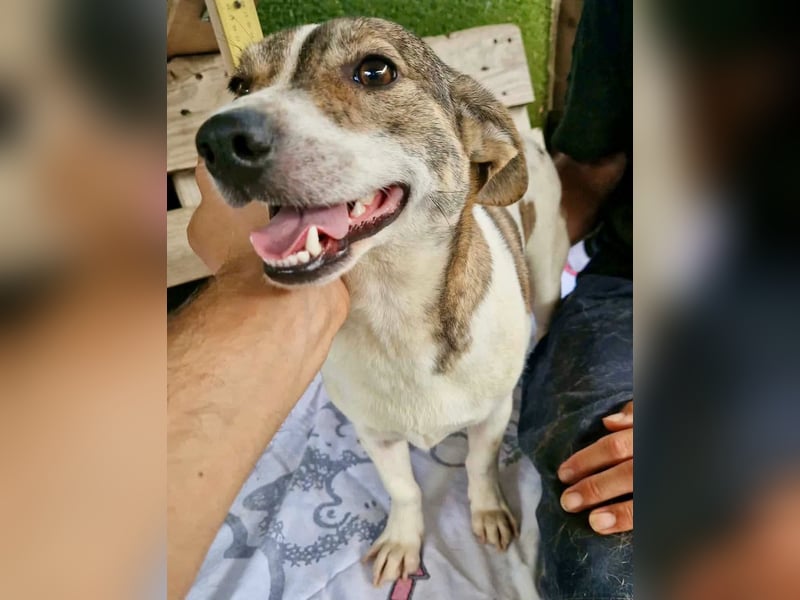 Lara, kleine Maus sucht wieder Liebe