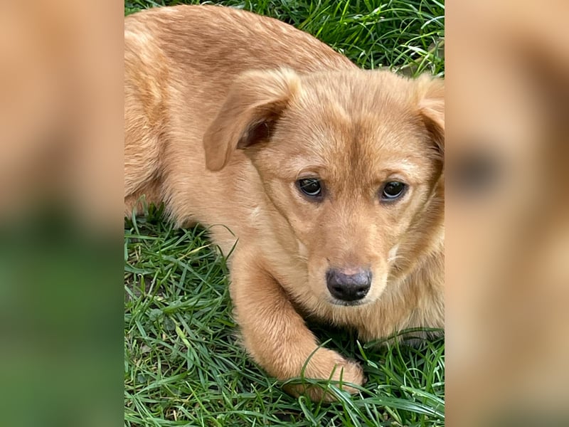 Zuckerschnute Enya sucht ihr Für-immer-Zuhause