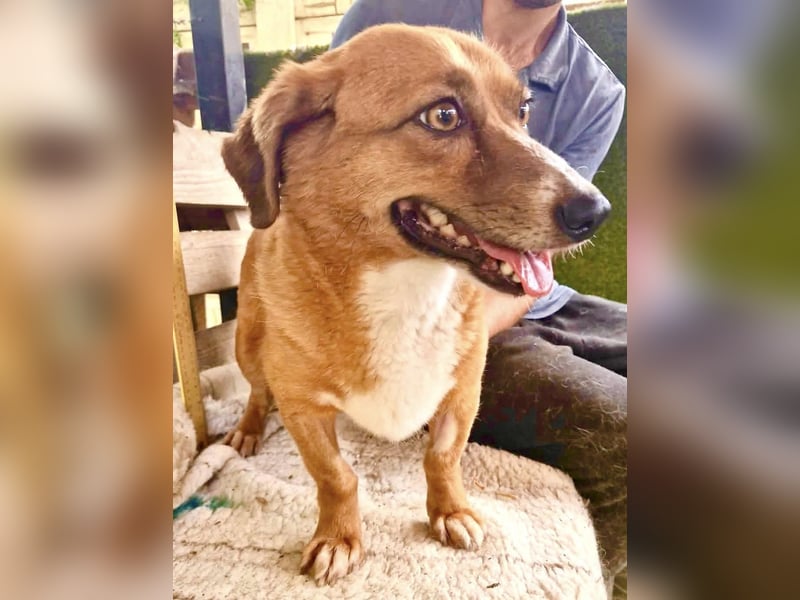 Tapsy, kleines Herz sucht Geborgenheit