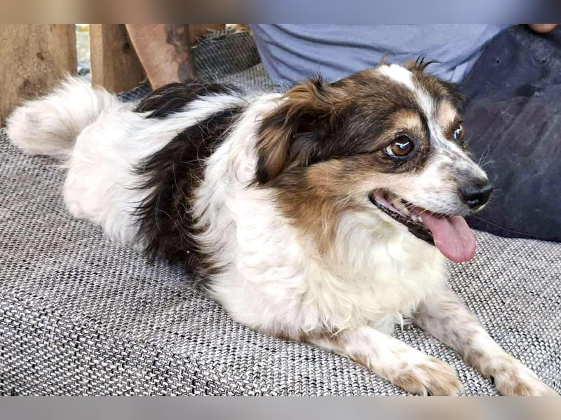 Kleine, sanfte 8 kg Hündin Amber