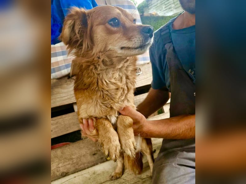 Kleine Leni sucht ein liebevolles Zuhause