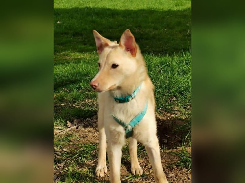 Bildhübsche Lesedi sucht ihr Für-Immer-Zuhause