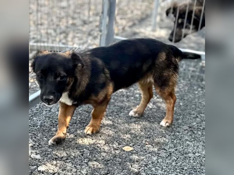 Lila – kleines Hundemädchen möchte endlich ankommen