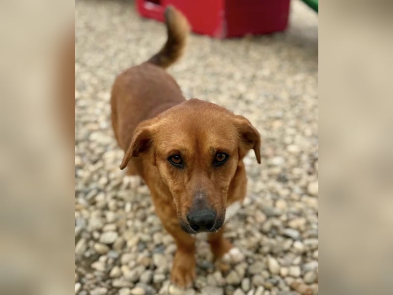 Sanfter Schmuser Wally sucht sein Zuhause