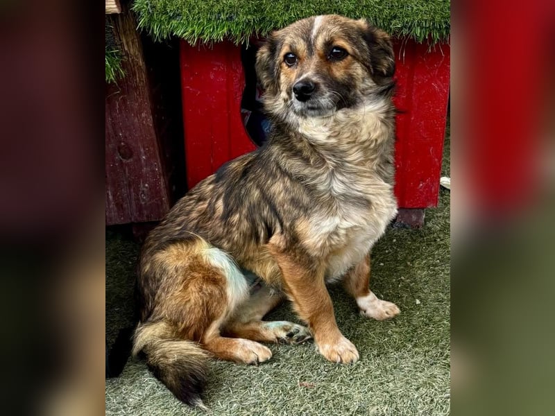 Katzenverträglichen Minimäuschen Ina