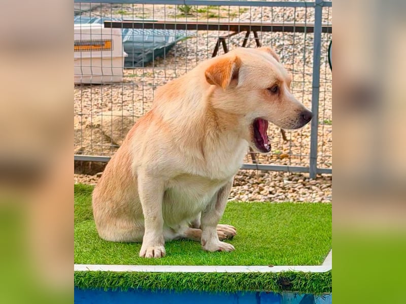 Theo, kleine Knutschkugel sucht seine Familie