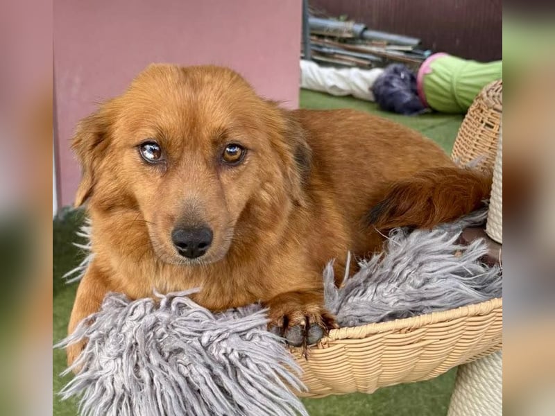 Katzenverträgliche , kleine Zoe