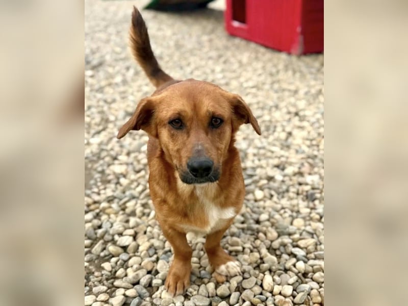 Sanfter Schmuser Wally sucht sein Zuhause