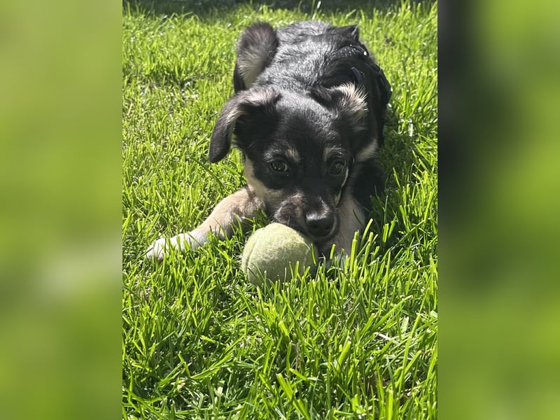 Kurti - Welpe sucht liebevolles Zuhause