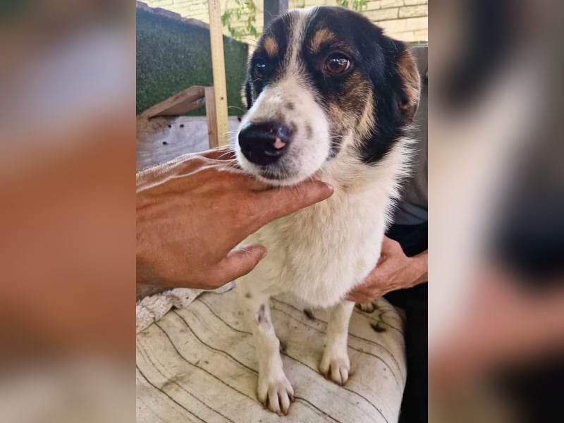 Duddly , fröhlicher Sonnenschein sucht seine Familie