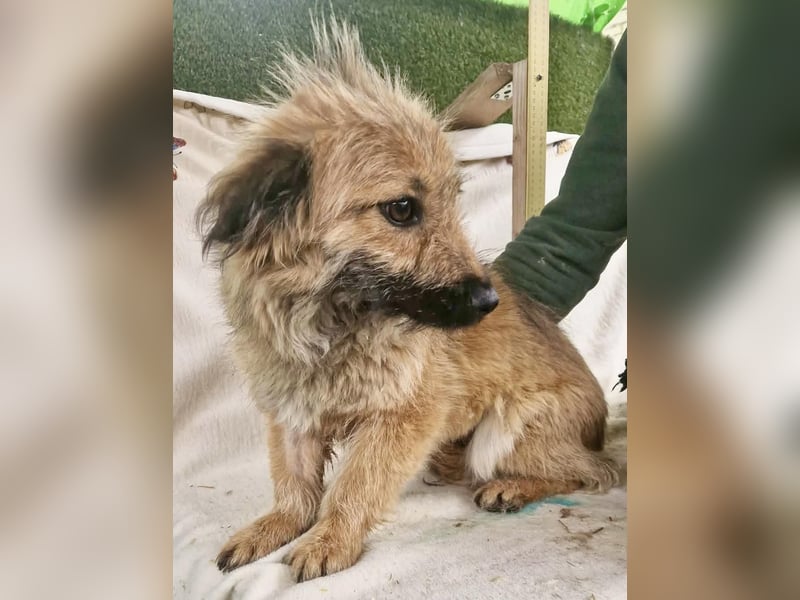 Sanfte kleine Alva sucht ihr Glück