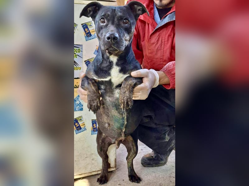 Kleine Ginny – Von der Kette ins Glück