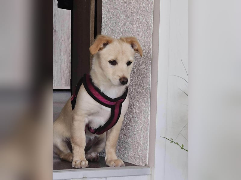 Supersüße kleine Bella sucht ihr Für-immer-Zuhause