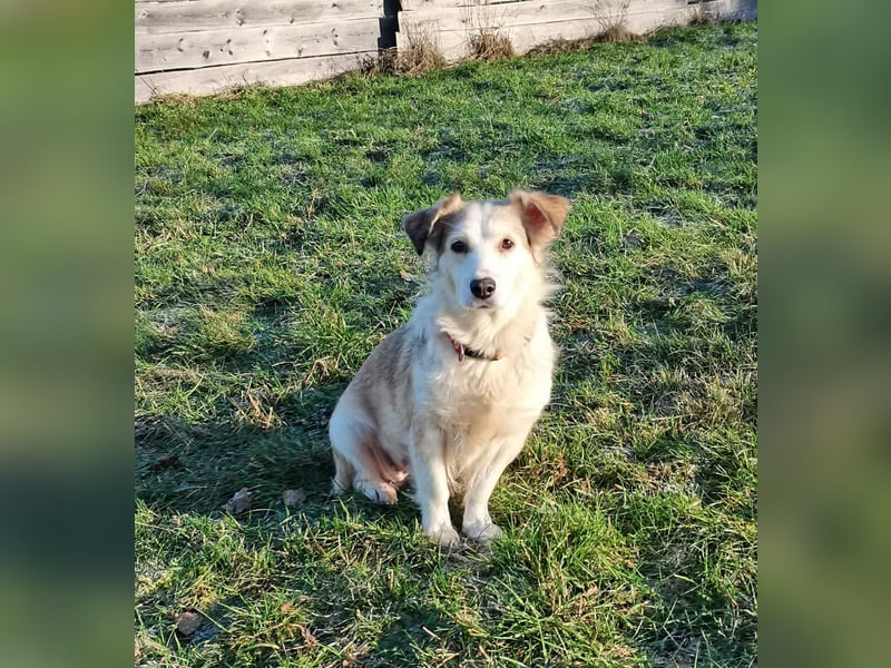 LORA – sanfte, liebevolle Hündin sucht neues Zuhause