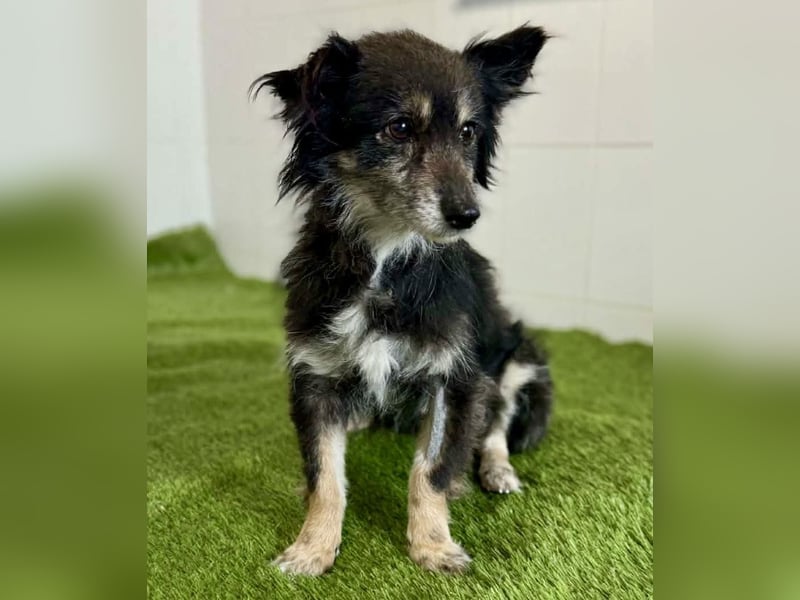 Katzenverträgliches Schmusemäuschen Hope