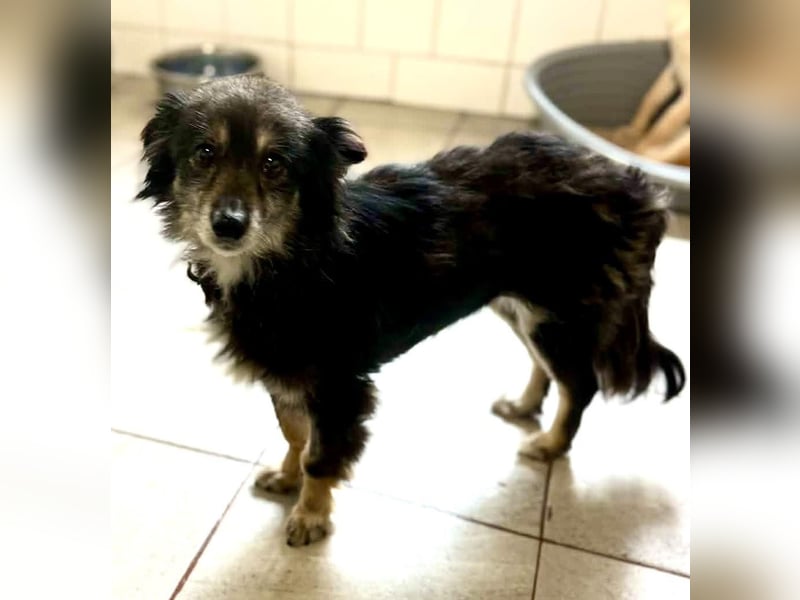 Katzenverträgliches Schmusemäuschen Hope