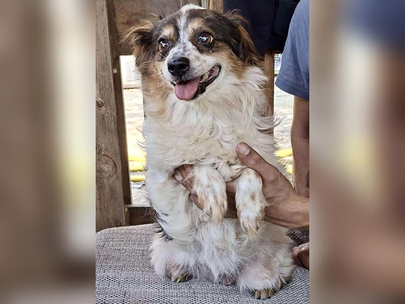 Kleine, sanfte 8 kg Hündin Amber