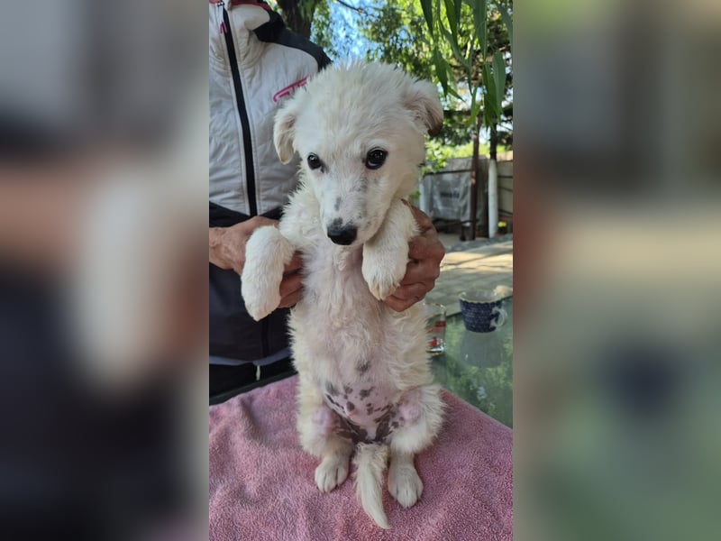 Pearl – kleines Wunder sucht ihre Familie
