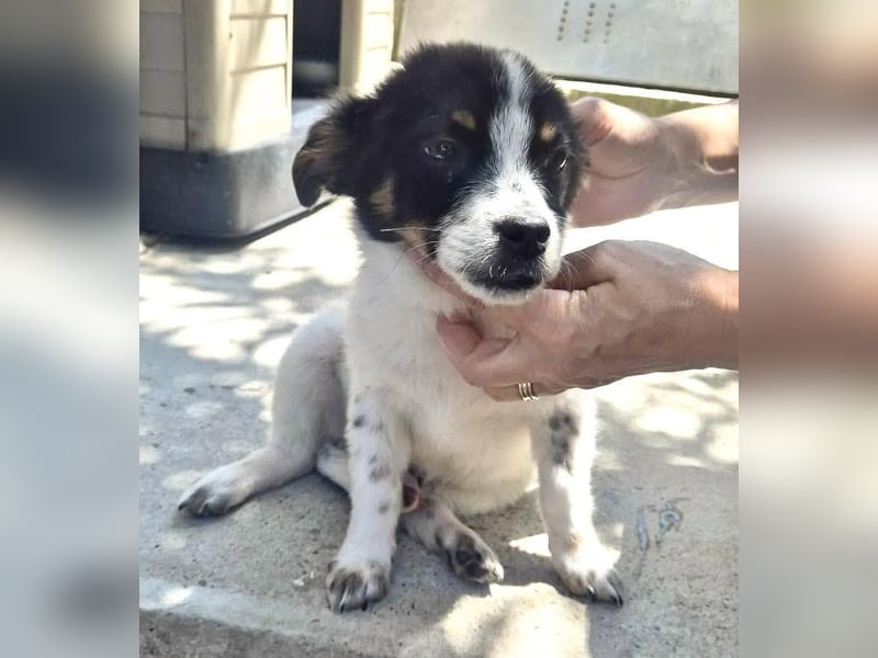 Angelo – kleiner Herzensbrecher sucht seine Familie