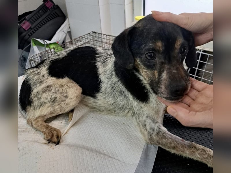 Sensibler, freundlicher Louie