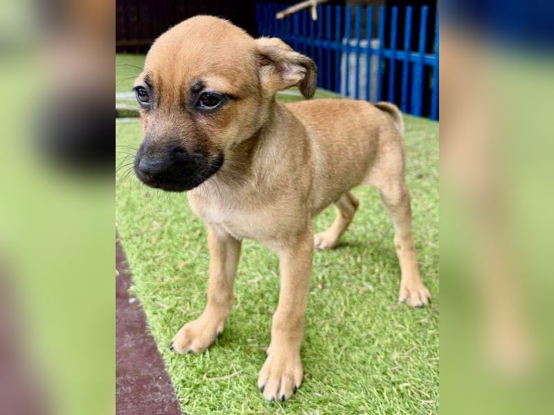 Balu - kleinbleibender Welpenbub