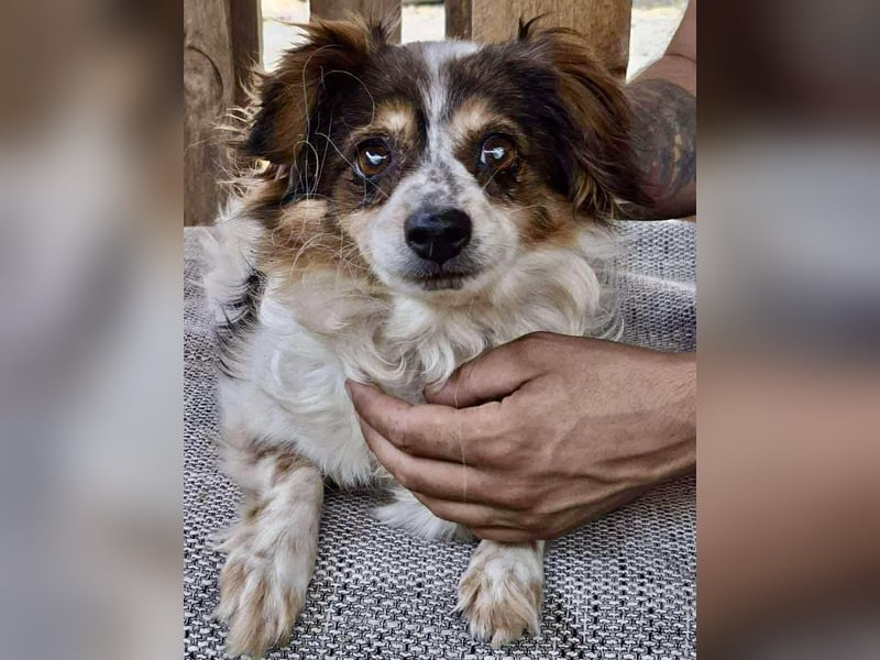 Kleine, sanfte 8 kg Hündin Amber