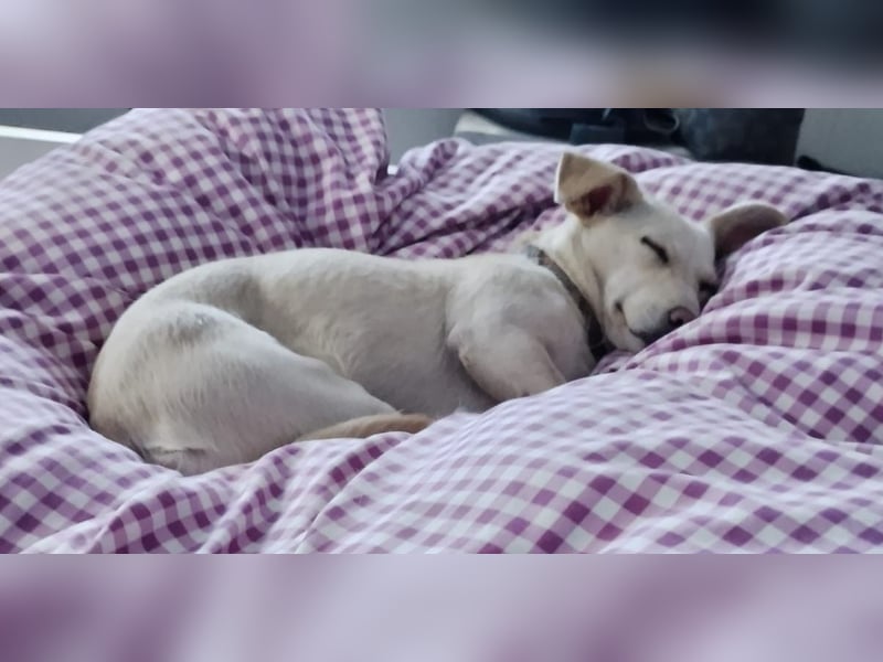 Kleine Selly sucht ein liebevolles Zuhause