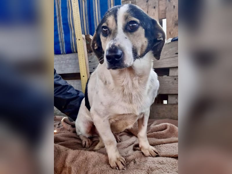 Trauriger kleiner Rambo